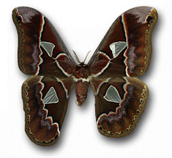 Rothschildia aurota gynandomorph (Internet Image property of respective owner, non-commercial use only)
